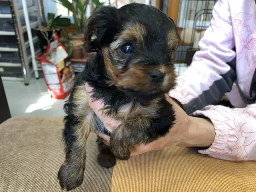 ヨークシャー・テリアの子犬販売