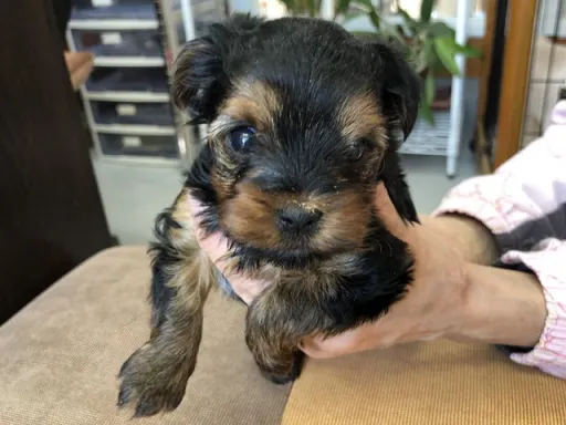ヨークシャー・テリアの子犬販売