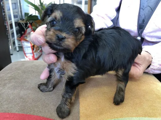 ヨークシャー・テリアの子犬販売