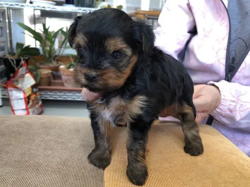 ヨークシャー・テリアの子犬販売