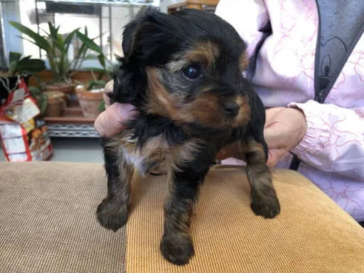 ヨークシャー・テリアの子犬販売
