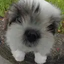 シーズー
Shih tzu118-5