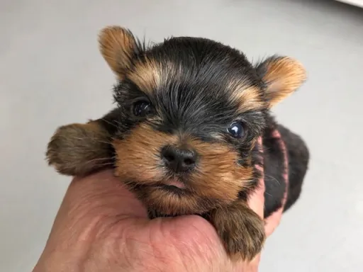 ヨークシャー・テリアの子犬販売