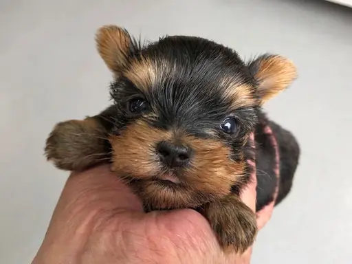 ヨークシャー・テリアの子犬販売