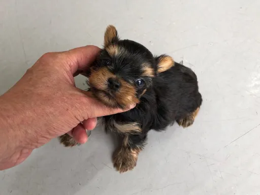 ヨークシャー・テリアの子犬販売