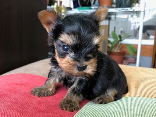 ヨークシャー・テリアの子犬販売