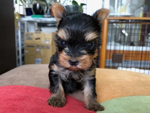 ヨークシャー・テリアの子犬販売