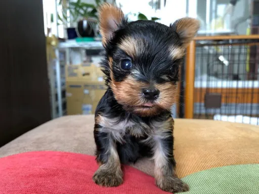 ヨークシャー・テリアの子犬販売