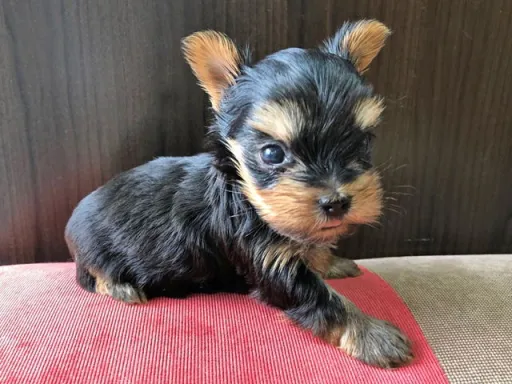 ヨークシャー・テリアの子犬販売