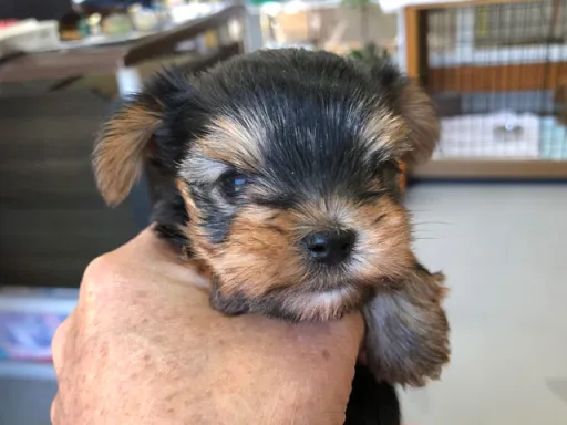 ヨークシャー・テリアの子犬販売