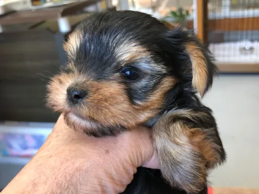 ヨークシャー・テリアの子犬販売