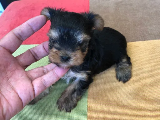 ヨークシャー・テリアの子犬販売