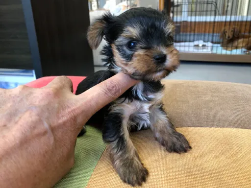 ヨークシャー・テリアの子犬販売