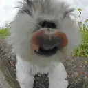 シーズー
Shih tzu118-4