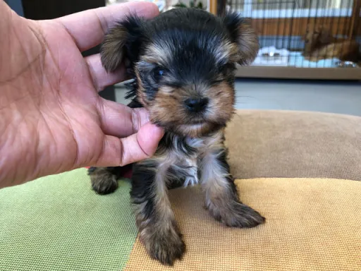 ヨークシャー・テリアの子犬販売