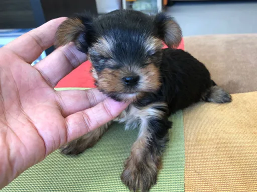 ヨークシャー・テリアの子犬販売