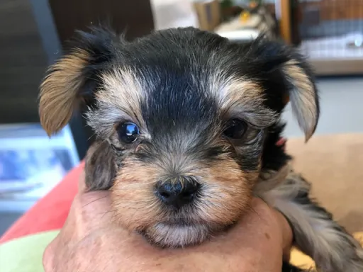 ヨークシャー・テリアの子犬販売