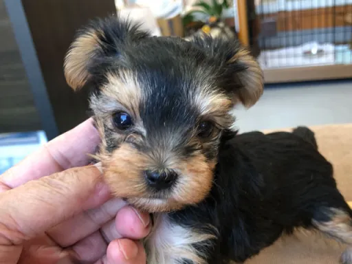 ヨークシャー・テリアの子犬販売