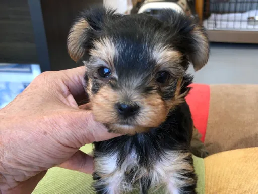 ヨークシャー・テリアの子犬販売