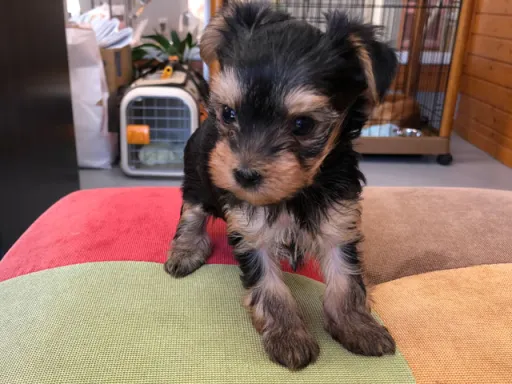 ヨークシャー・テリアの子犬販売