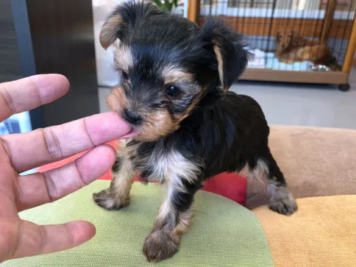 ヨークシャー・テリアの子犬販売