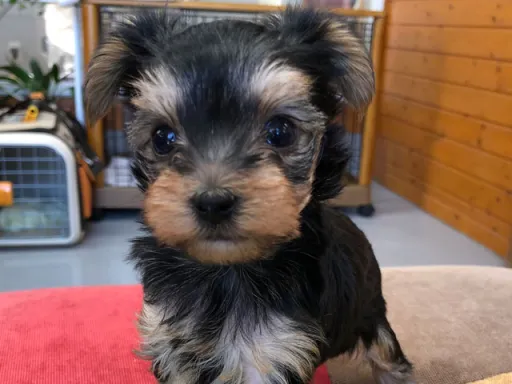 ヨークシャー・テリアの子犬販売