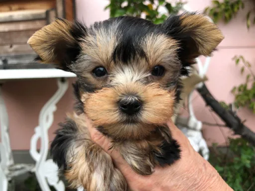ヨークシャー・テリアの子犬販売