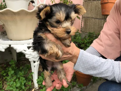 ヨークシャー・テリアの子犬販売