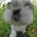 シーズー
Shih tzu118-3