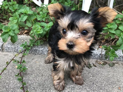 ヨークシャー・テリアの子犬販売