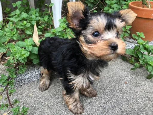 ヨークシャー・テリアの子犬販売