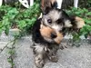 ヨークシャー・テリアのサムネイル画像5