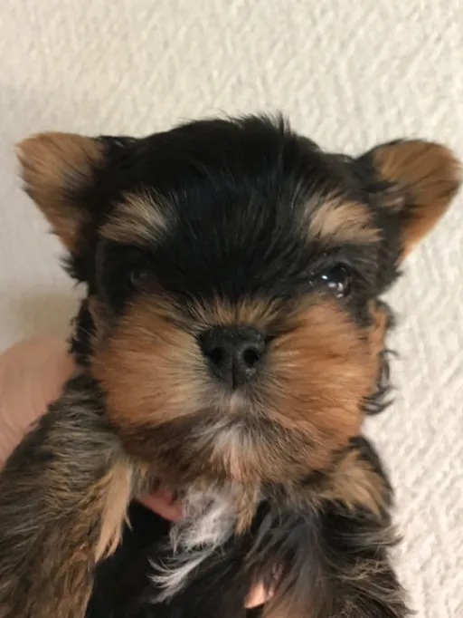 ヨークシャー・テリアの子犬販売