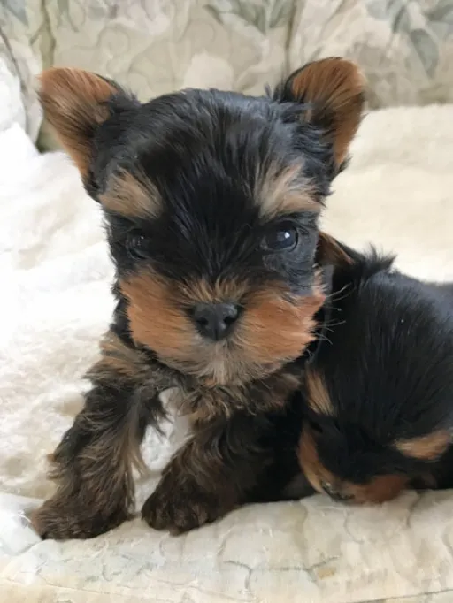 ヨークシャー・テリアの子犬販売