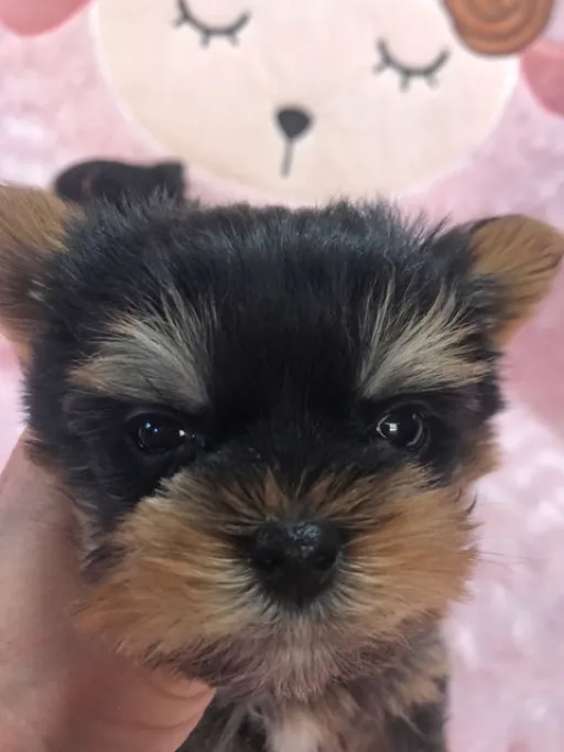 ヨークシャー・テリアの子犬販売