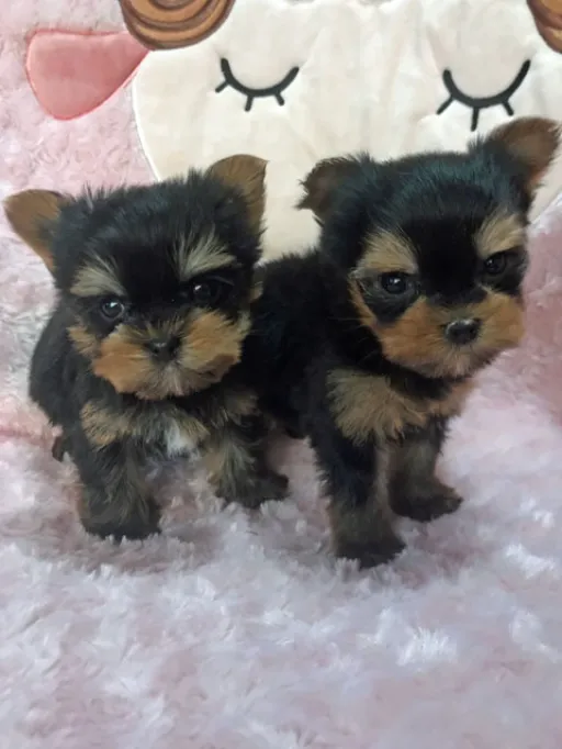 ヨークシャー・テリアの子犬販売