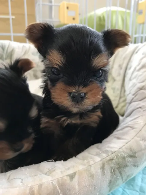 ヨークシャー・テリアの子犬販売