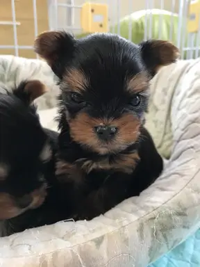 ヨークシャー・テリアの子犬販売