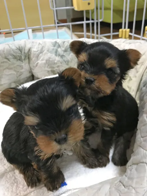 ヨークシャー・テリアの子犬販売
