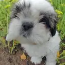 シーズー
Shih tzu118-2