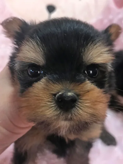 ヨークシャー・テリアの子犬販売