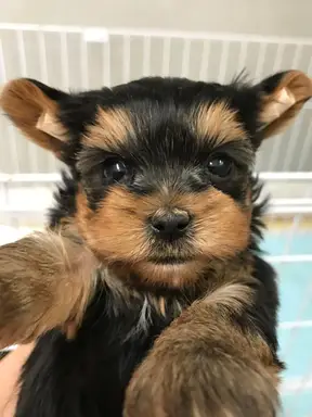 ヨークシャー・テリアの子犬販売