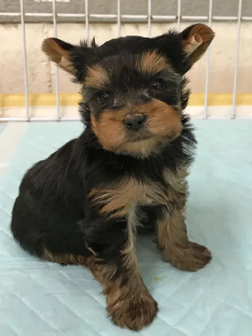 ヨークシャー・テリアの子犬販売
