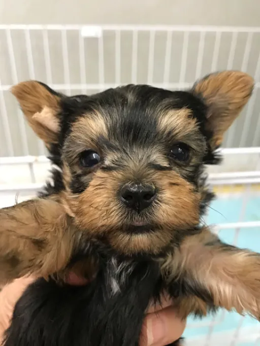 ヨークシャー・テリアの子犬販売