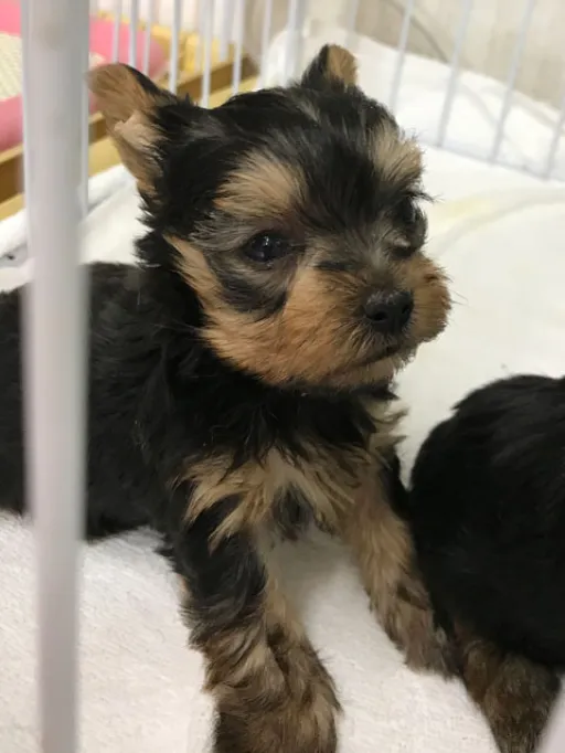 ヨークシャー・テリアの子犬販売