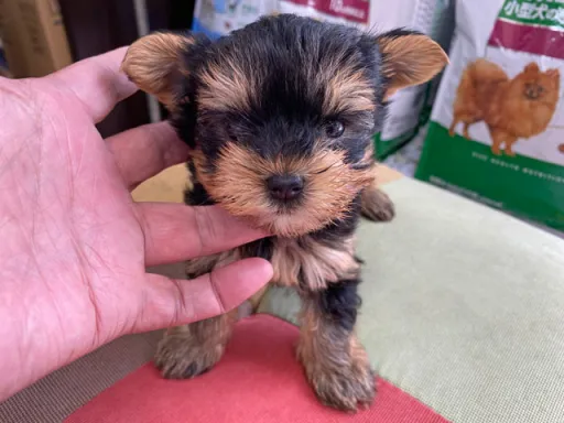 ヨークシャー・テリアの子犬販売