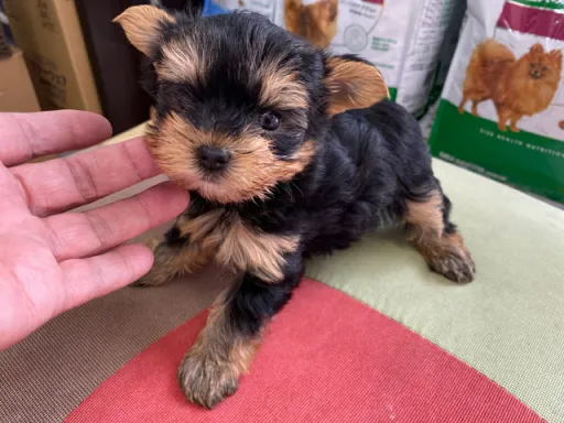 ヨークシャー・テリアの子犬販売