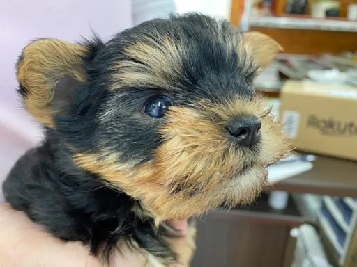ヨークシャー・テリアの子犬販売