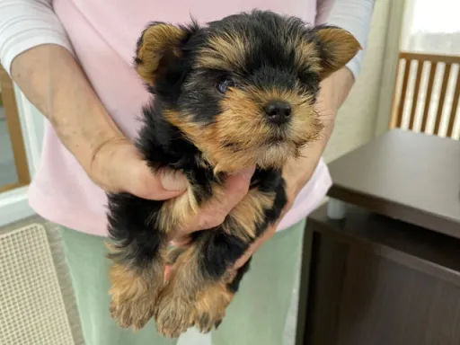 ヨークシャー・テリアの子犬販売