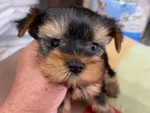 ヨークシャー・テリア